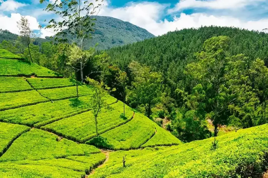 Sri Lanka-1