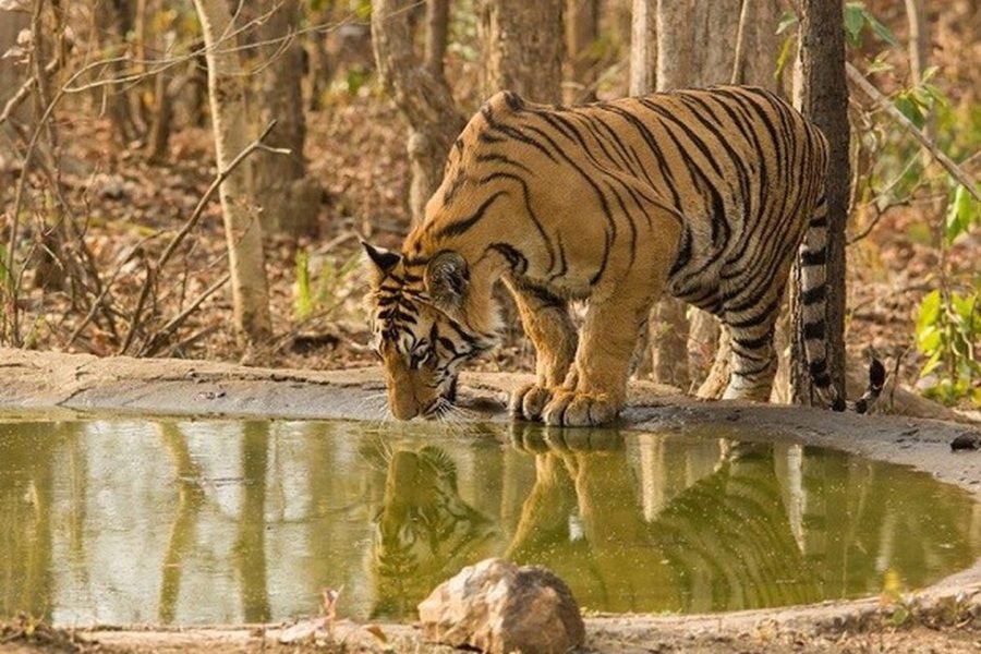 Tadoba-Nagzira Safari