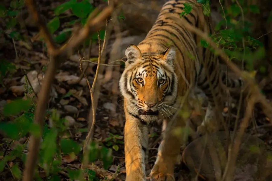 Tadoba Safari