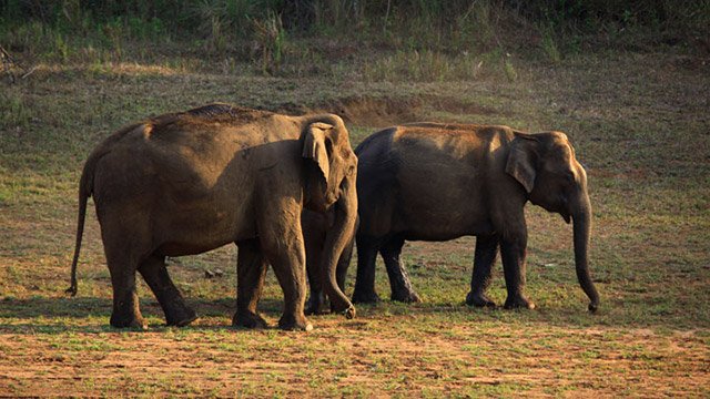 <span style="padding-left: 8px"><i class="far fa-calendar-alt"></i>  DAY 4</span>-  Munnar to Thekkady Transfer 