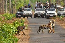 <span style="padding-left: 8px"><i class="far fa-calendar-alt"></i>  DAY 5</span>- Bandhavgarh