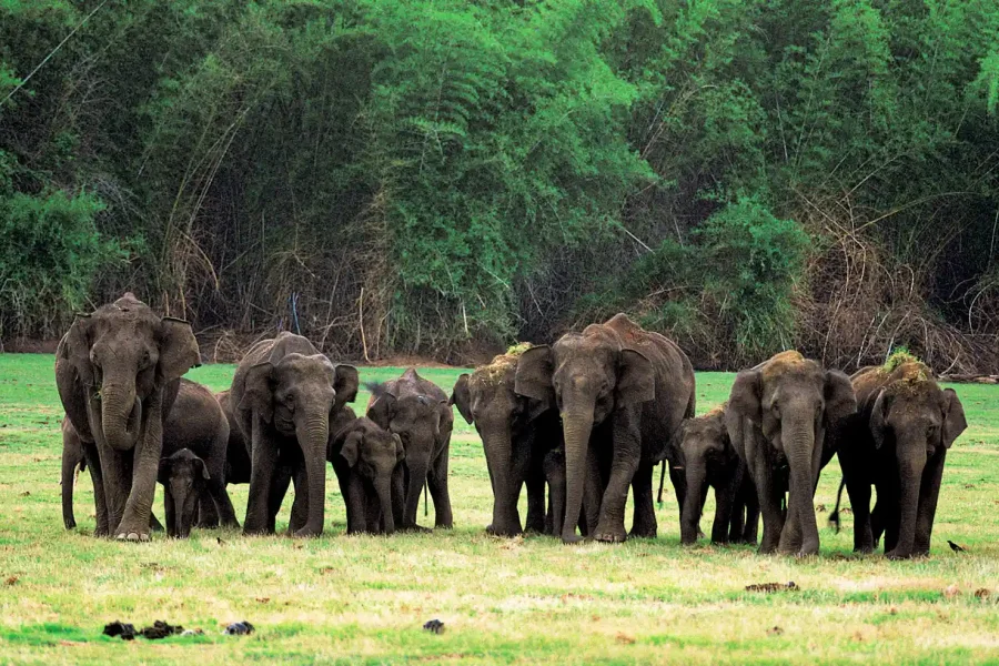 Coorg & Kabini