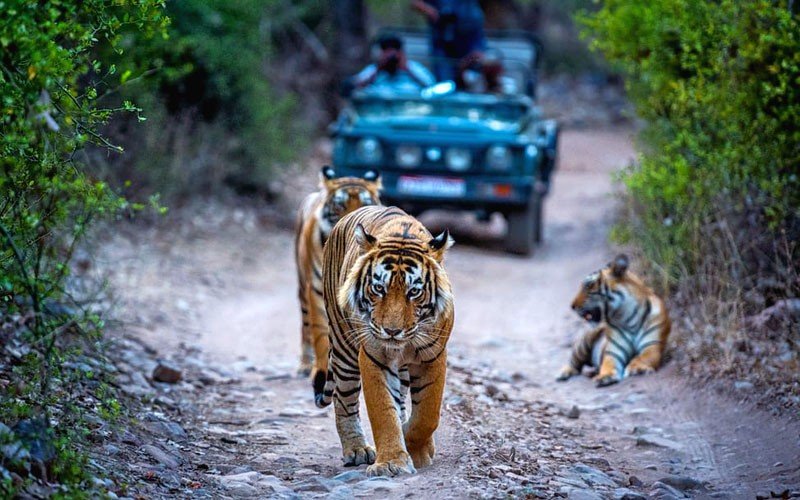 <span style="padding-left: 8px"><i class="far fa-calendar-alt"></i>  DAY 6</span>-   Ranthambore National Park (Jeep Safari / Canter Safari)