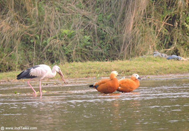 <span style="padding-left: 8px"><i class="far fa-calendar-alt"></i>  DAY 3</span>- Chitwan Sightseeing