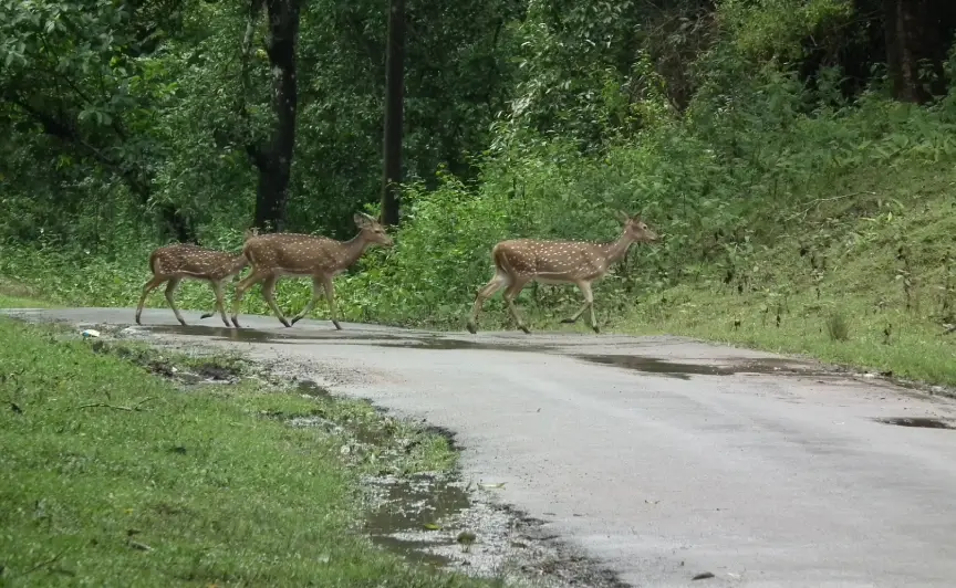 <span style="padding-left: 8px"><i class="far fa-calendar-alt"></i>  DAY 5</span>-  Kabini Sightseeing